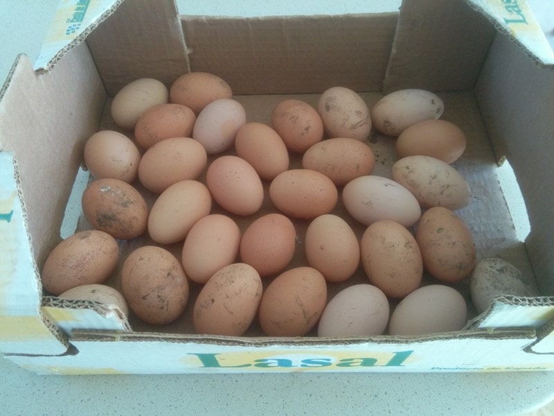 Local organic free range eggs