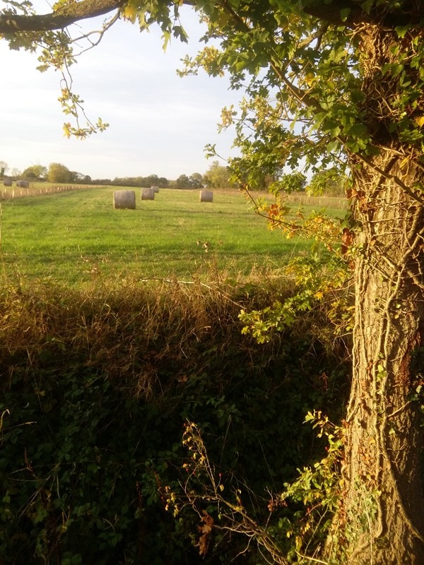 Hay bales in the field