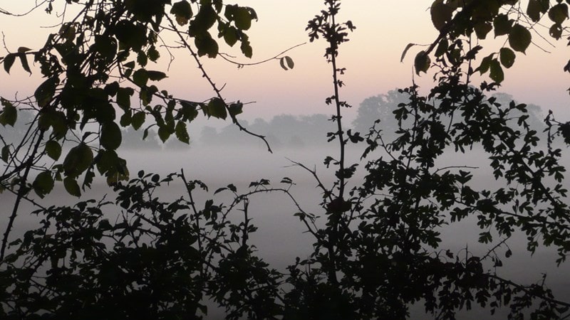 Mist shrouded fields