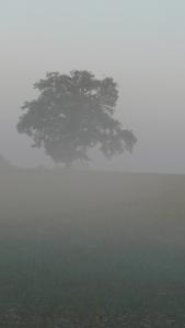 A misty morn in Carlton