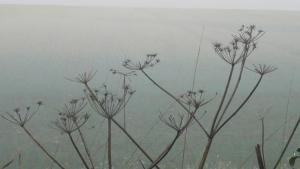 Spent cow parsley in the morning mists