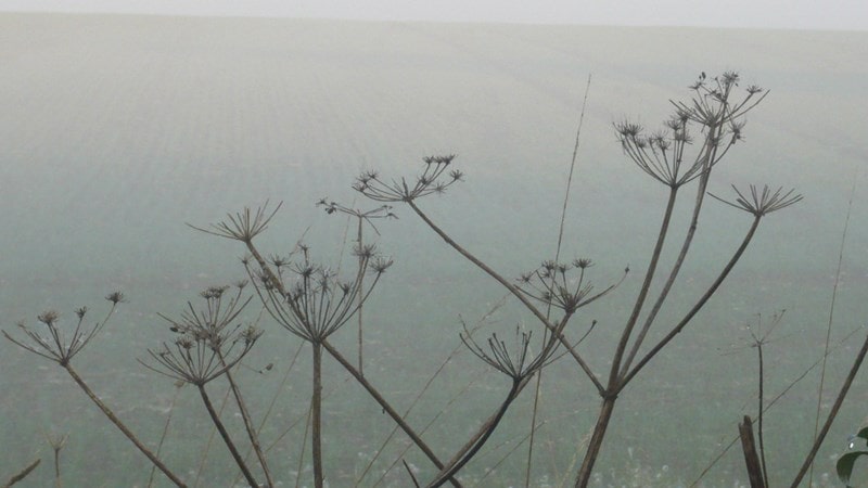 Spent cow parsley in the morning mists