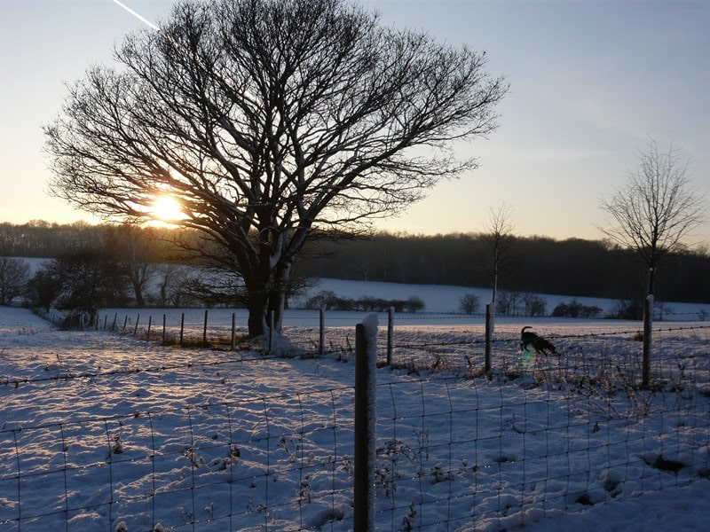 Winter in Carlton Park