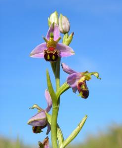A picture of a Bee Orchid,
