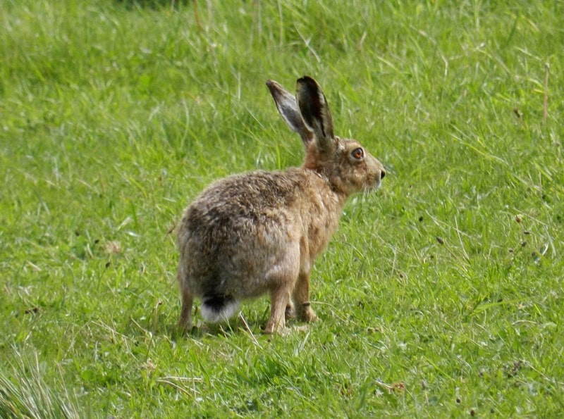 A single brown hare in open grassland