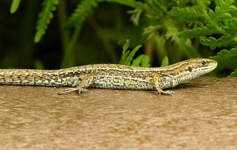 A picture of a Common Lizard against a light vegetation background