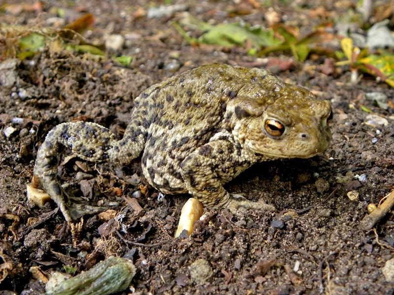 A picture of a Common Toad on a loam soil