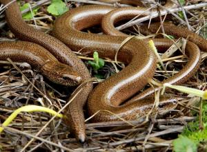 A picture of several Slow Worms in light leaf debris