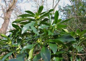 A picture of Spurge Laurel, Daphne laureola, commonly called spurge-laurel, is a shrub in the flowering plant family Thymelaeaceae. Despite the name, this woodland plant is neither a spurge nor a laurel.