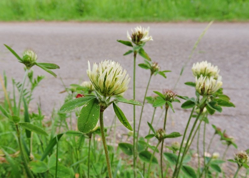 A picture of Sulphur Clover, Trifolium ochroleucon, is a species of clover in the family Fabaceae.