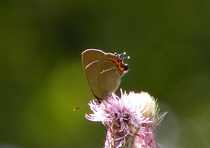 A picture of the white-letter hairstreak, a butterfly in the family Lycaenidae