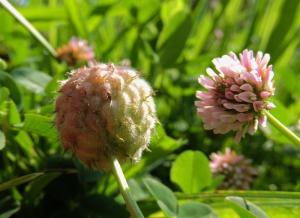 Apicture of Strawberry clover, Trifolium fragiferum, is a herbaceous perennial plant species in the bean family Fabaceae.