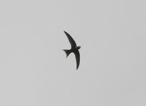A picture of a Swift in flight against a grey sky