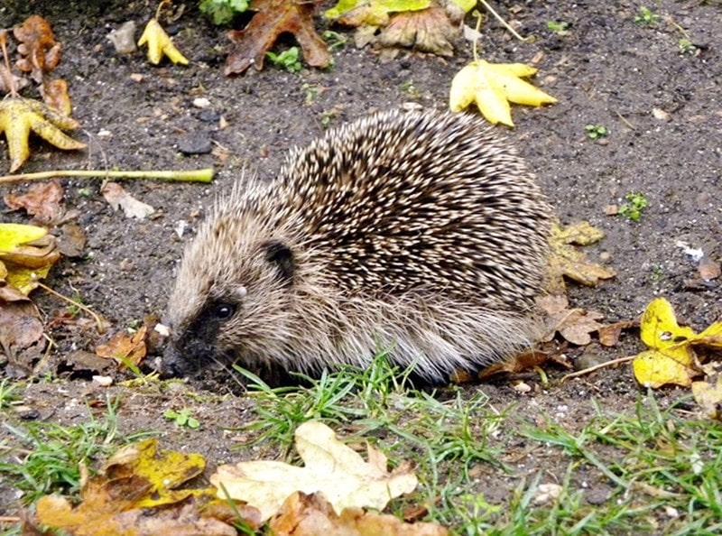 A picture of a hedgehog on late autumn, surrounded by leaves.