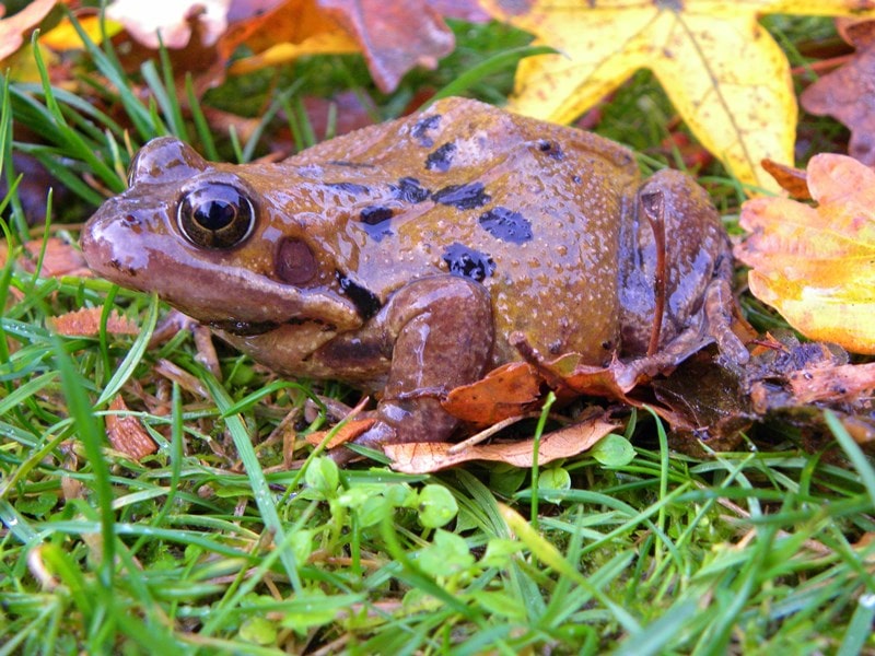 A picture of a Common Frog in light grass and autumn leaves
