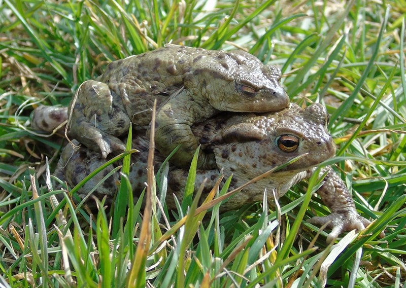 A picture of copulating Common Toads in grassy surroundings