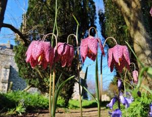 A picture of Fritillaries, a genus of spring flowering herbaceous bulbous perennial plants in the lily family. The type species, Fritillaria meleagris, was first described in Europe in 1571.