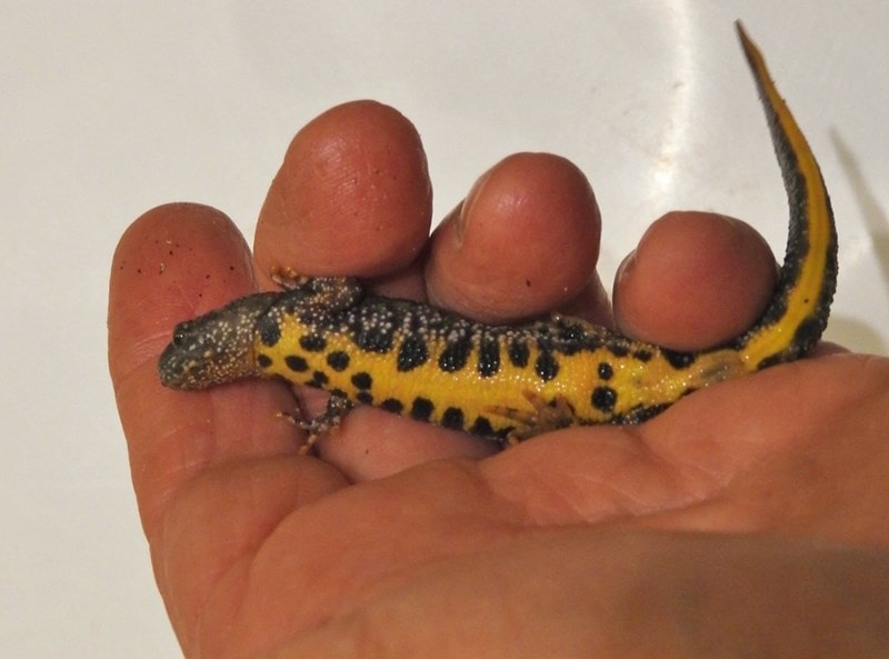 A Great Crested Newt in a hand during a Group survey of a pond in the Parish
