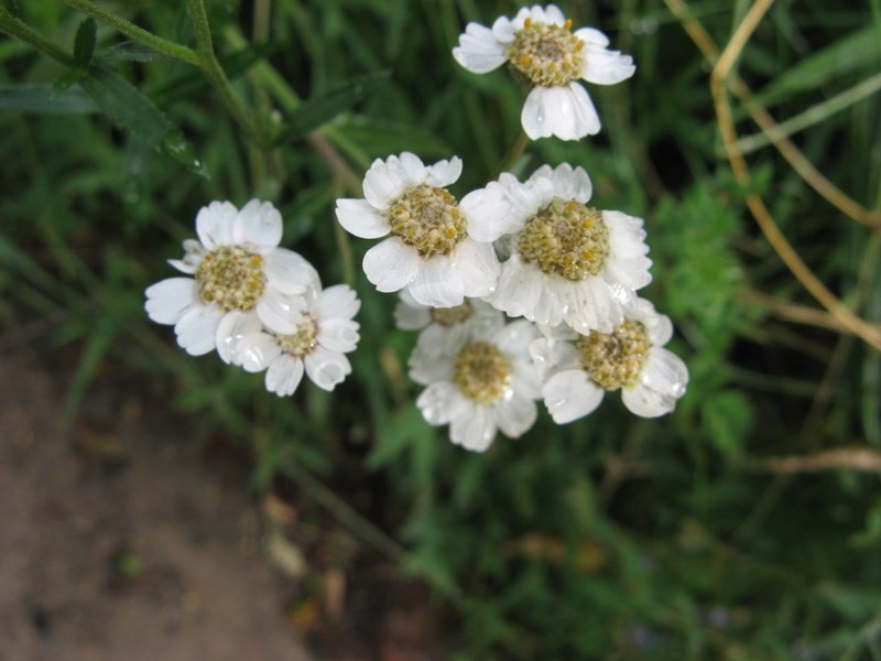 A picture of Sneezewort, Achillea ptarmica, the sneezewort, is a European species of herbaceous perennial flowering plant in the genus Achillea.