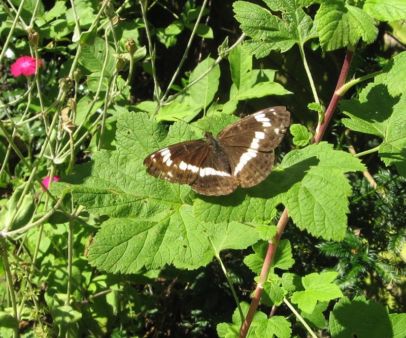 A picture of Limenitis camilla, the white admiral, a butterfly of the family Nymphalidae.
