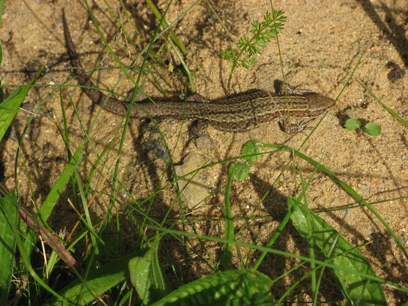 A picture of a Common Lizard on light sandy soil with light vegetation