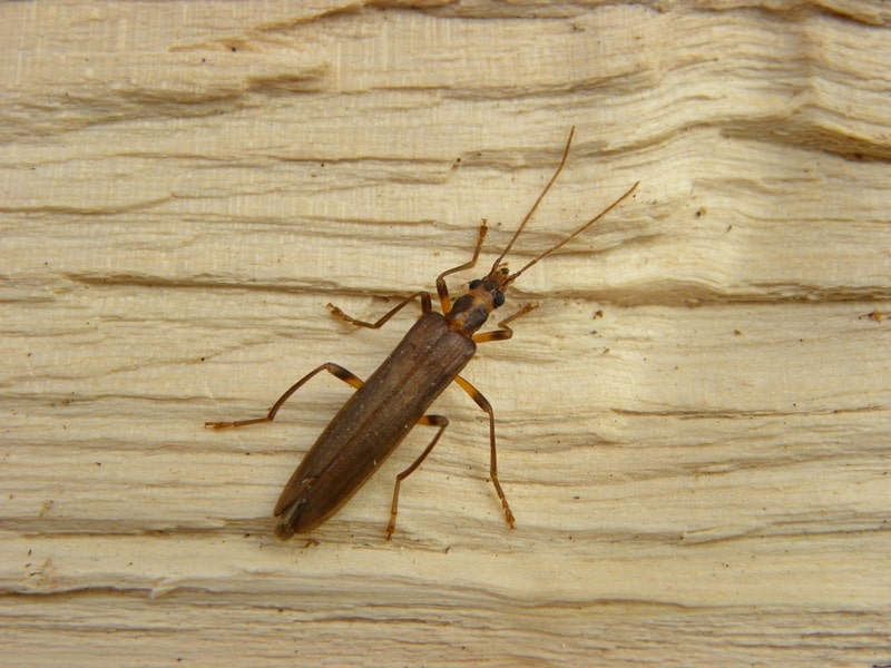 A picture of Oedemera Femorata one of a genus of beetles of the family Oedemeridae, subfamily Oedemerinae
