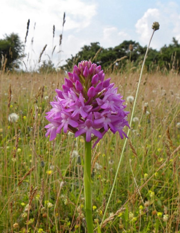 A picture of a Pyramidal Orchid, Anacamptis pyramidalis, is a perennial herbaceous plant belonging to the genus Anacamptis of the family Orchidaceae.