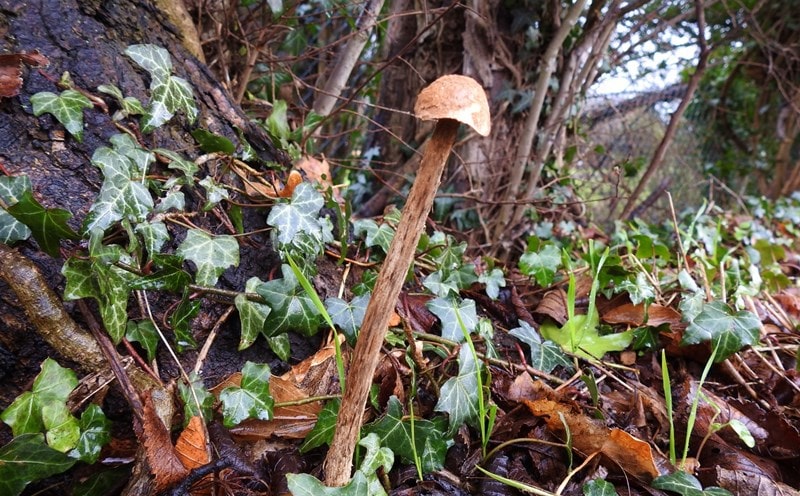 Another picture of the Sandy Stiltball, Battarrea phalloides, an inedible species of mushroom in the family Agaricaceae, and the type species of the genus Battarrea.