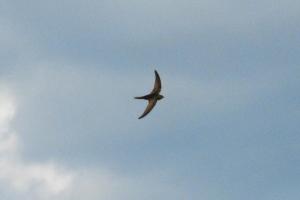 A picture of a Swift in flight against a blue summer sky