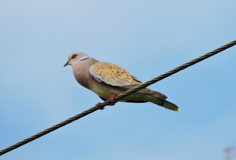 A picture of a Turtle Dove perching on a telegraph wire
