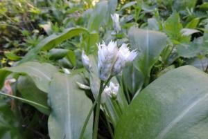 A picture of Wild Garlic, Allium ursinum, is a bulbous perennial flowering plant in the amaryllis family Amaryllidaceae.