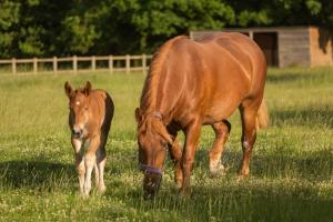 A picture of a Suffolk Punch mother (Daisy) with her foal (June).