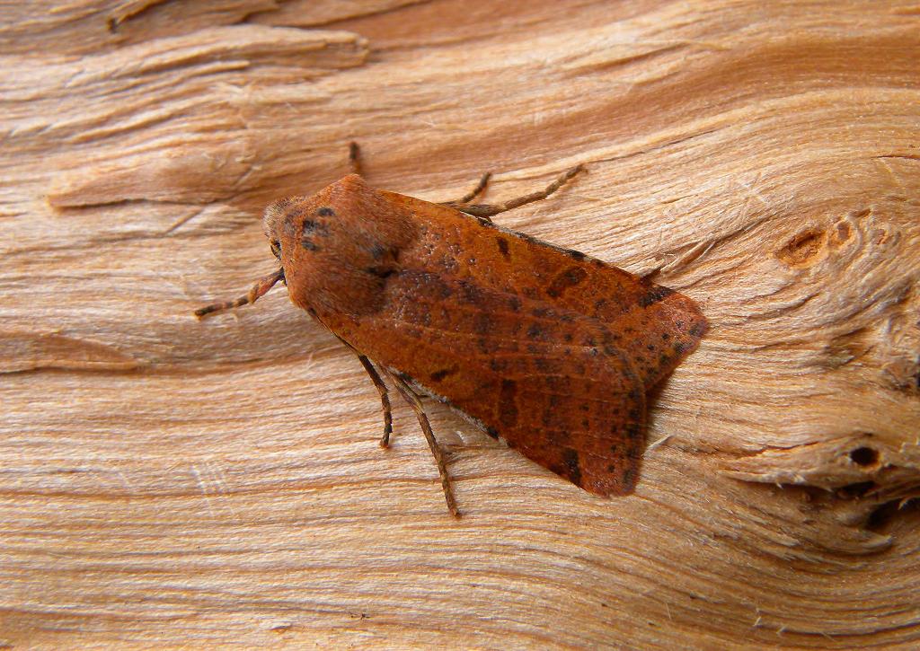 A picture of Agrochola lychnidis, the beaded chestnut moth, a moth of the family Noctuidae.