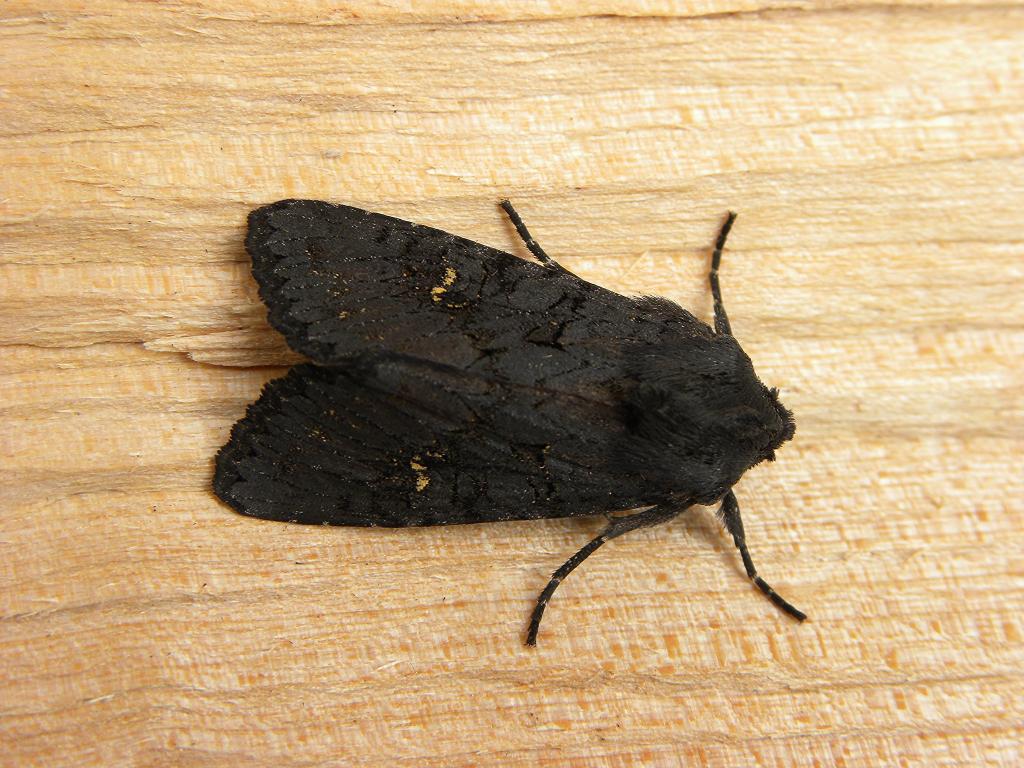 A picture of Aporophyla nigra, the black rustic, a moth of the family Noctuidae.