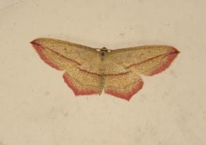 A picture of The blood-vein moth, a moth of the family Geometridae.