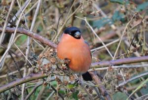 A picture of a male Bullfinch perching on a twig