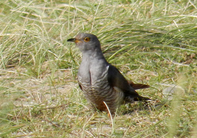 A picture of a Cuckoo on open grassland