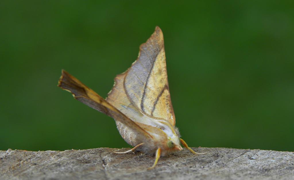 A picture of Ennomos fuscantaria, the Dusky Thorn, a moth of the family Geometridae.