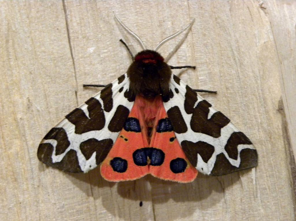 A picture of the Garden Tiger Moth or Great Tiger Moth, a member of the family Erebidae.