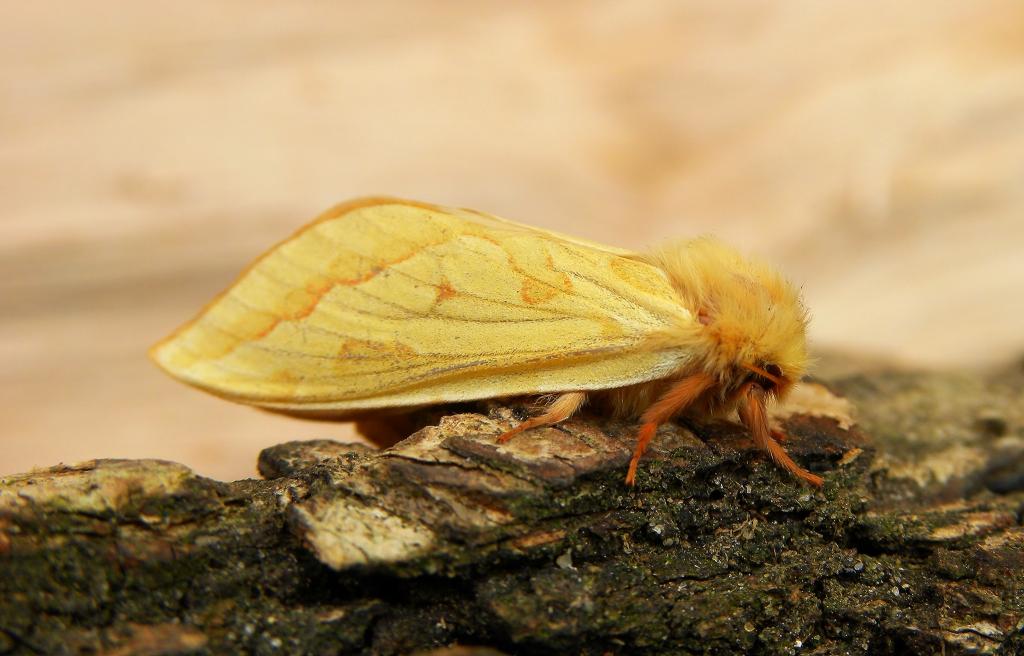 A picture of the ghost moth or ghost swift, a moth of the family Hepialidae.