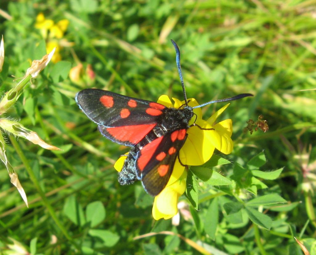 A picture of Zygaena lonicerae, the narrow-bordered five-spot burnet, a moth of the family Zygaenidae.