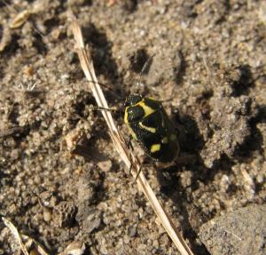 A picure of a Eurydema oleracea, a species of shield bug in the family Pentatomidae and commonly known as the rape bug, the crucifer shield bug, the cabbage bug or the brassica bug.