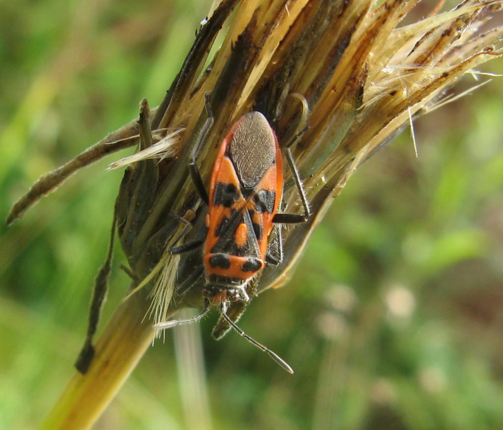 A picture of Corizus hyoscyami, a species of scentless plant bug belonging to the family Rhopalidae, subfamily Rhopalinae. It is commonly called the cinnamon bug or black and red squash bug.