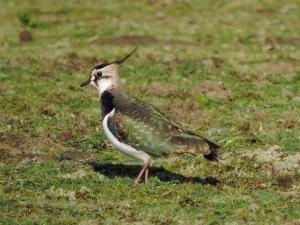 A picture of a Lapwing on open ground