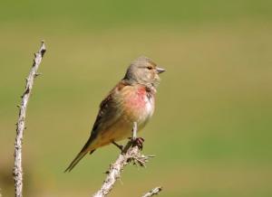 A picture of a male Linnet on a tree branch end