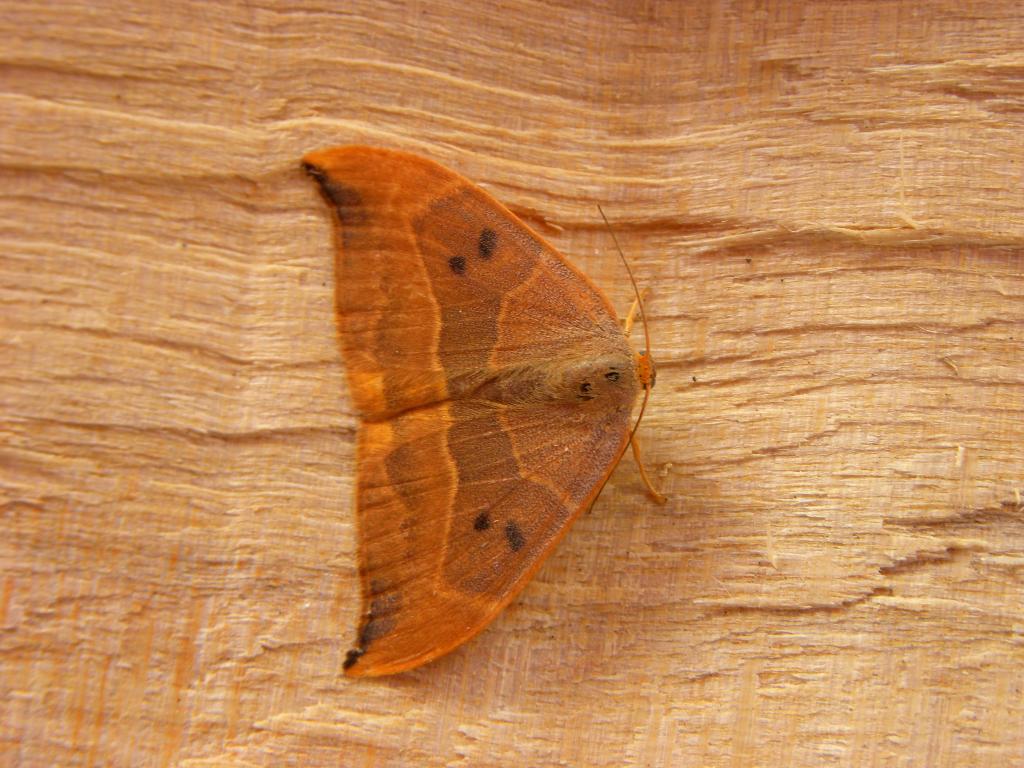A Picture of the Oak Hook-tip moth, Drepana binaria, a moth of the family Drepanidae.
