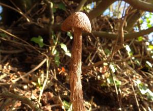 A picture of the Sandy Stiltball, Battarrea phalloides, an inedible species of mushroom in the family Agaricaceae, and the type species of the genus Battarrea.