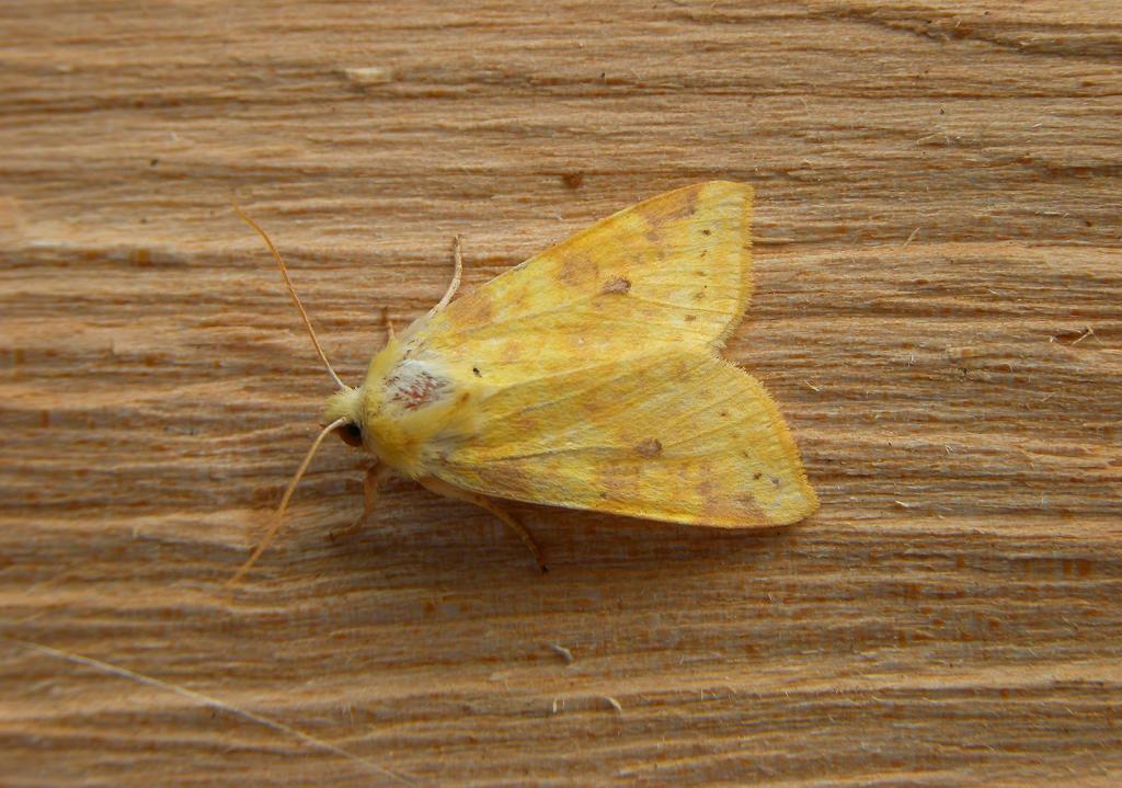 A picture of the creamy yellow Sallow, Cirrhia icteritia, with a wingspan of 32-40 mm.