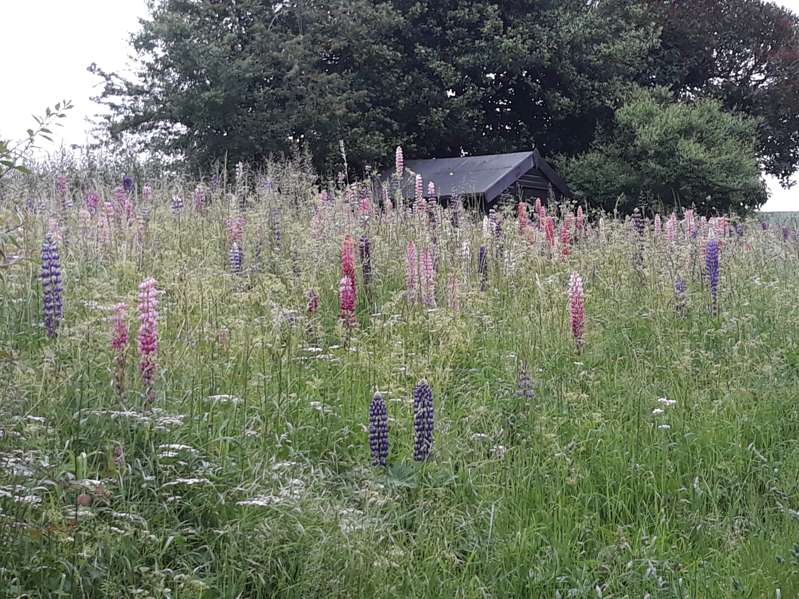 A field of lupins to the rear of a house in Kelsale