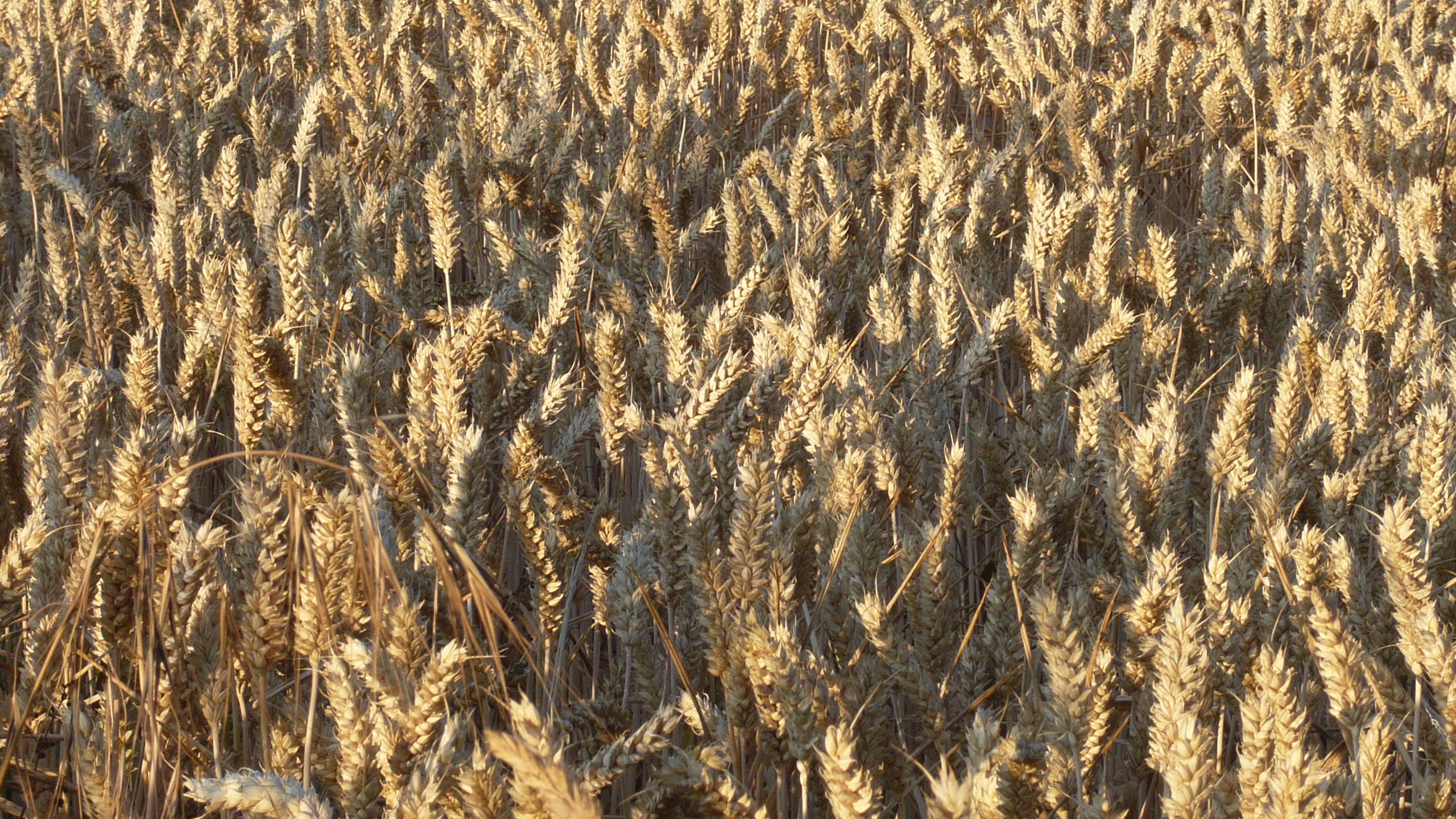 A ripened field of wheat in the Parish waiting harvest
